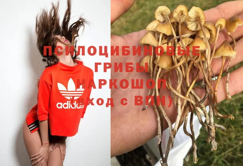 Псилоцибиновые грибы MAGIC MUSHROOMS  где продают   Лагань 